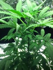 Plantada a 35 dias