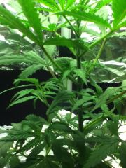 SuperLemonHaze GreenHouse! 35 dias