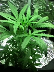 Super Lemon Haze 35 dias