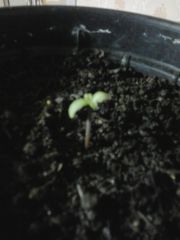 Germinada