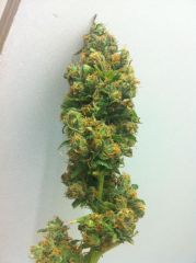 Bud Clone coroa