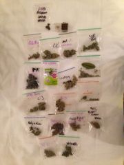 strains Cannabis Cup Amsterdam