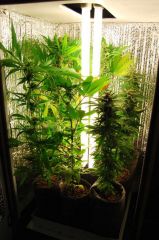 grow vertical com floro tubular (fonte: icmag)