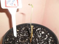 Germinação atrofiada com caule fino