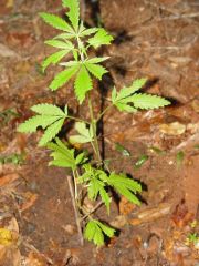 Decidi colocar vasos grandes de 14 litros na terra e planta-las dentro,para poder usar bastante veneno ao redor das meninas.