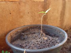 Transplantada dia 17/04,foto 21/04