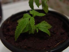 Deformada,minha siamesas da sorte rsrsrrs.ALGUÉM ME AJUDA AE,.JA VIRAM ISSO?Siamesas?