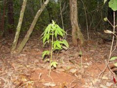Amaiorzinha plantada hj.