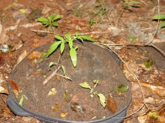 Estou sofrendo baixas devido a malditas formigas!!!