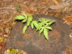Decidi colocar vasos grandes de 14 litros na terra e planta-las dentro,para poder usar bastante veneno ao redor das meninas.