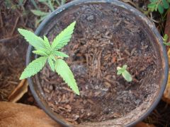 Planta 1 com 15 dias,planta 2 um dia