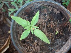 Planta 1 com 15 dias,planta 2 nascimento