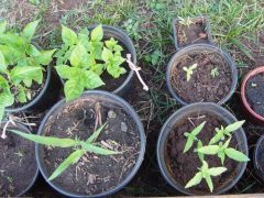 Pimenta malagueta e Comari para disfarçar