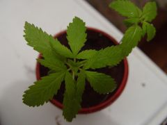 Minha tricotiledônea da sorte,falando dificil né?rsrsrrsr APRENDI AQUI