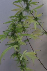 Primeiro Cultivo 1