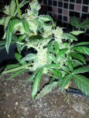 Fast Bud #2 15.07.13   1