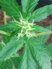 Fast Bud #2 16.06.13 1