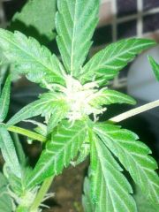 Fast Bud #2 16.06.13 4