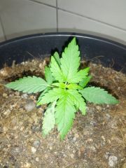 Fast Bud #2 02 06 13