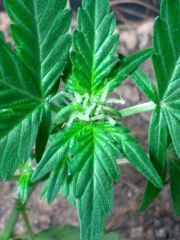 Fast Bud #2 12.06.13