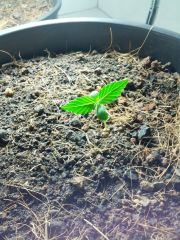 Fast Bud#2 17/05/13