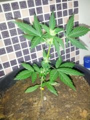 Fast Bud #2 16.06.13 3