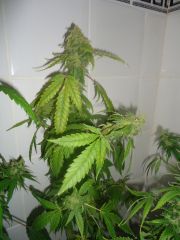 BlueBerry 57Dias