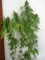 Prenseeds 9 semanas