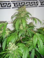 WhiteWidow 57 Dias