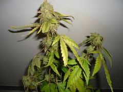 BlueBerry 66 Dias