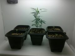 Minhas garotas germinando....