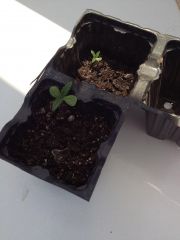 Seedling