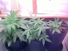 lavender/diesel 35 dias/  desconhecida 26 dias