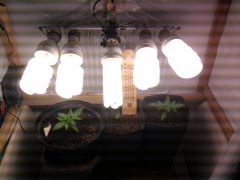 plantas 17 dias  5 lampadas de 45 watts