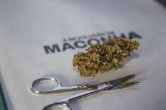 maconha