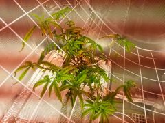 DWC + SCROG doente (foco na Filha da esquerda)