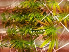 DWC + SCROG doente (close na Filhada esquerda)