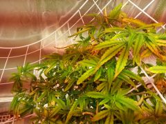 20131103 200633DWC + SCROG doente (foco na Filha da direita)