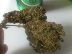 SOLTINHO BUD