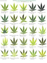 Marijuana Nutrient Deficiency Chart Custom