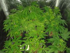 grow crop