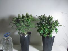 WHITE WIDOW´S   9SEMS