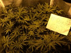 plante o cbd