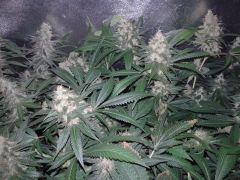 metade da 7a. semana 12/12  - sour diesel