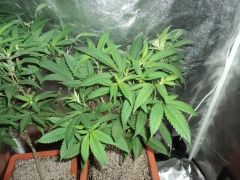 sour diesel  inicio de 12/12