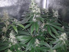 metade da 7a. semana 12/12 chem dog