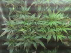 1 mes vega clones apos transplante