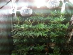 1 mes vega clones apos transplante