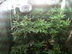 1 mes vega clones apos transplante