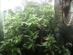 1 mes vega clones apos transplante